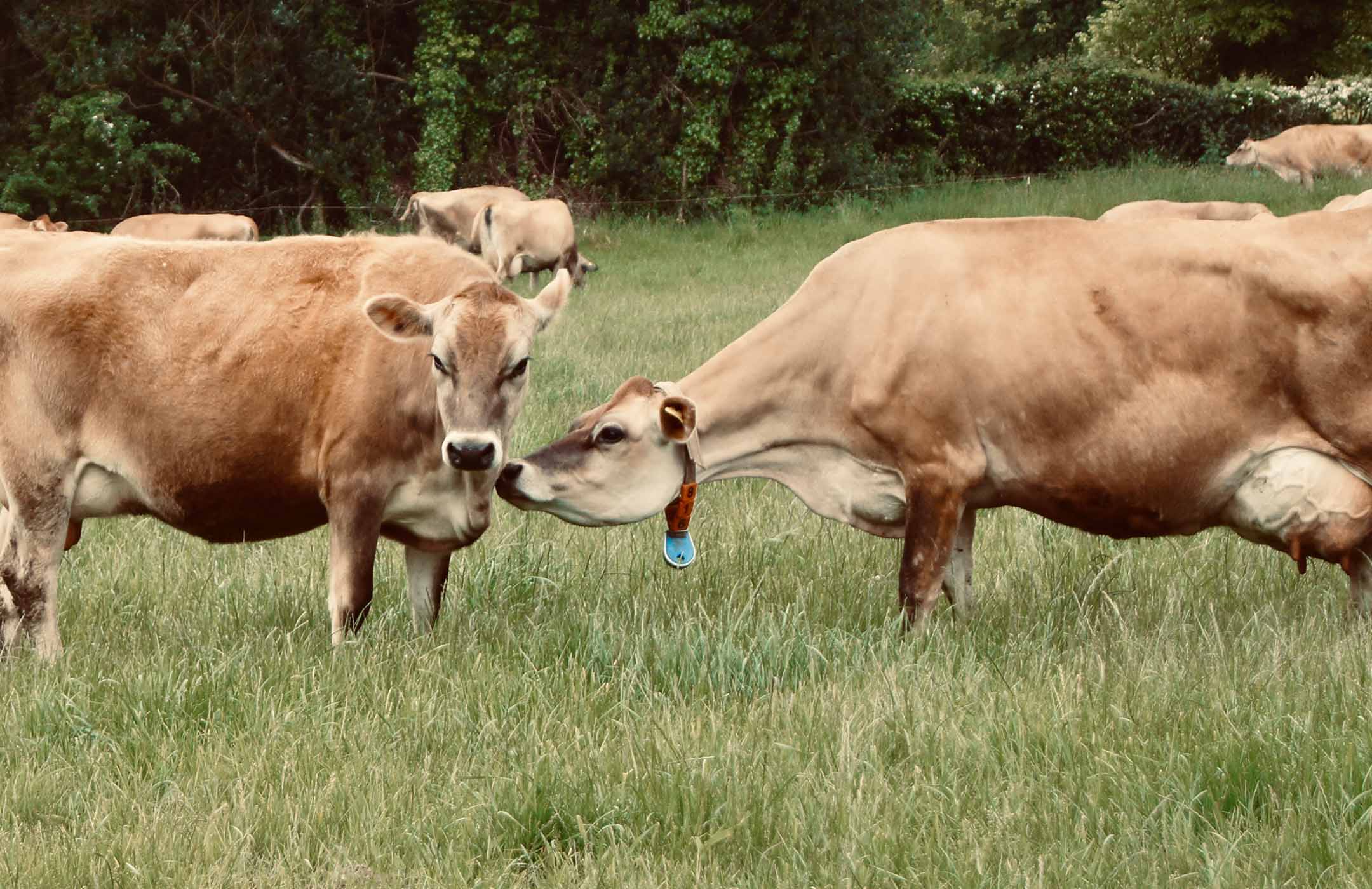 Blanc Pignon Jersey Cows Kissing